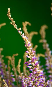 Preview wallpaper heather, flowers, plant, macro, purple