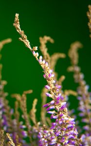 Preview wallpaper heather, flowers, plant, macro, purple