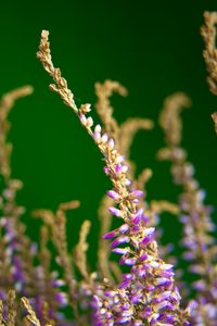 Preview wallpaper heather, flowers, plant, macro, purple