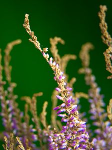 Preview wallpaper heather, flowers, plant, macro, purple