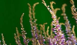 Preview wallpaper heather, flowers, plant, macro, purple