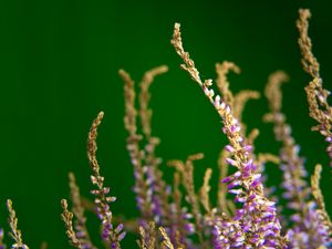 Preview wallpaper heather, flowers, plant, macro, purple