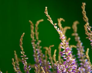 Preview wallpaper heather, flowers, plant, macro, purple