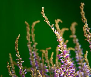 Preview wallpaper heather, flowers, plant, macro, purple