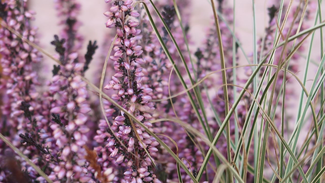 Wallpaper heather, flowers, plants, macro