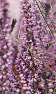 Preview wallpaper heather, flowers, plants, macro