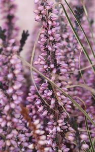 Preview wallpaper heather, flowers, plants, macro