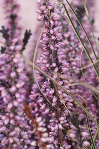 Preview wallpaper heather, flowers, plants, macro