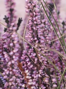 Preview wallpaper heather, flowers, plants, macro