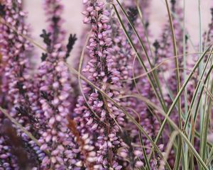 Preview wallpaper heather, flowers, plants, macro