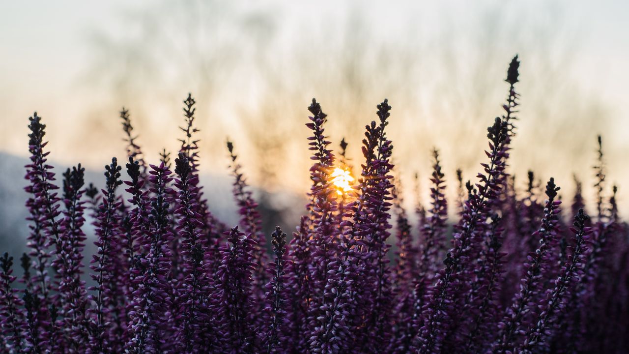 Wallpaper heather, inflorescences, flowers, purple