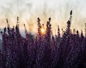 Preview wallpaper heather, inflorescences, flowers, purple