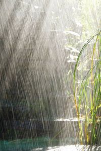 Preview wallpaper heavy rain, rain, light, bushes, summer