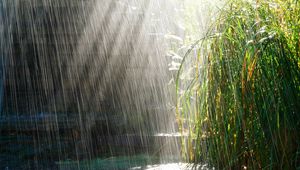 Preview wallpaper heavy rain, rain, light, bushes, summer