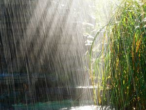 Preview wallpaper heavy rain, rain, light, bushes, summer