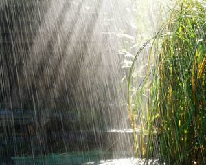 Preview wallpaper heavy rain, rain, light, bushes, summer