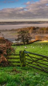 Preview wallpaper hedge, field, grass, trees, fog