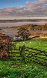 Preview wallpaper hedge, field, grass, trees, fog