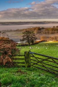 Preview wallpaper hedge, field, grass, trees, fog