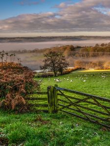 Preview wallpaper hedge, field, grass, trees, fog