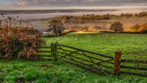 Preview wallpaper hedge, field, grass, trees, fog