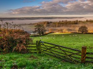 Preview wallpaper hedge, field, grass, trees, fog