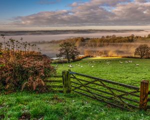 Preview wallpaper hedge, field, grass, trees, fog