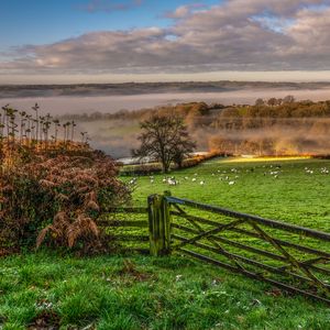 Preview wallpaper hedge, field, grass, trees, fog