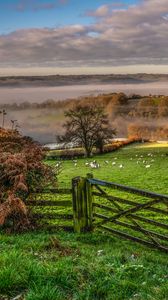 Preview wallpaper hedge, field, trees, grass, sheep, fog