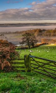 Preview wallpaper hedge, field, trees, grass, sheep, fog