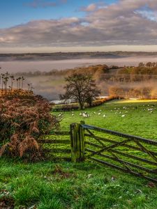 Preview wallpaper hedge, field, trees, grass, sheep, fog