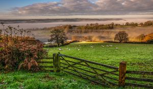 Preview wallpaper hedge, field, trees, grass, sheep, fog