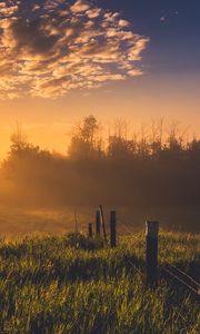 Preview wallpaper hedge, grass, trees, dawn, nature