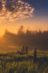 Preview wallpaper hedge, grass, trees, dawn, nature