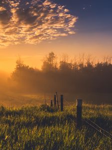 Preview wallpaper hedge, grass, trees, dawn, nature