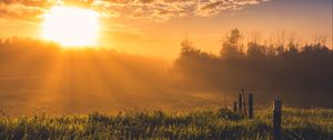 Preview wallpaper hedge, grass, trees, dawn, nature