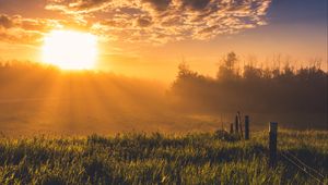 Preview wallpaper hedge, grass, trees, dawn, nature