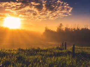 Preview wallpaper hedge, grass, trees, dawn, nature