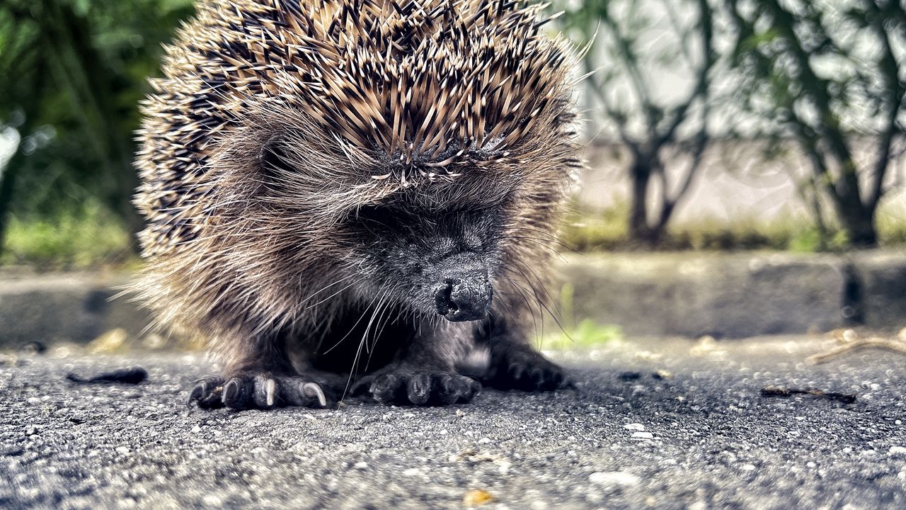 Wallpaper hedgehog, animal, asphalt, blur