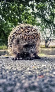 Preview wallpaper hedgehog, animal, asphalt, blur