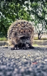 Preview wallpaper hedgehog, animal, asphalt, blur