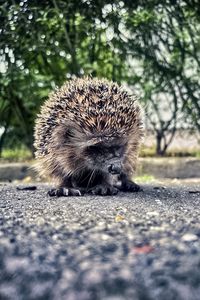 Preview wallpaper hedgehog, animal, asphalt, blur