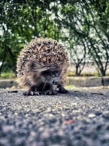 Preview wallpaper hedgehog, animal, asphalt, blur