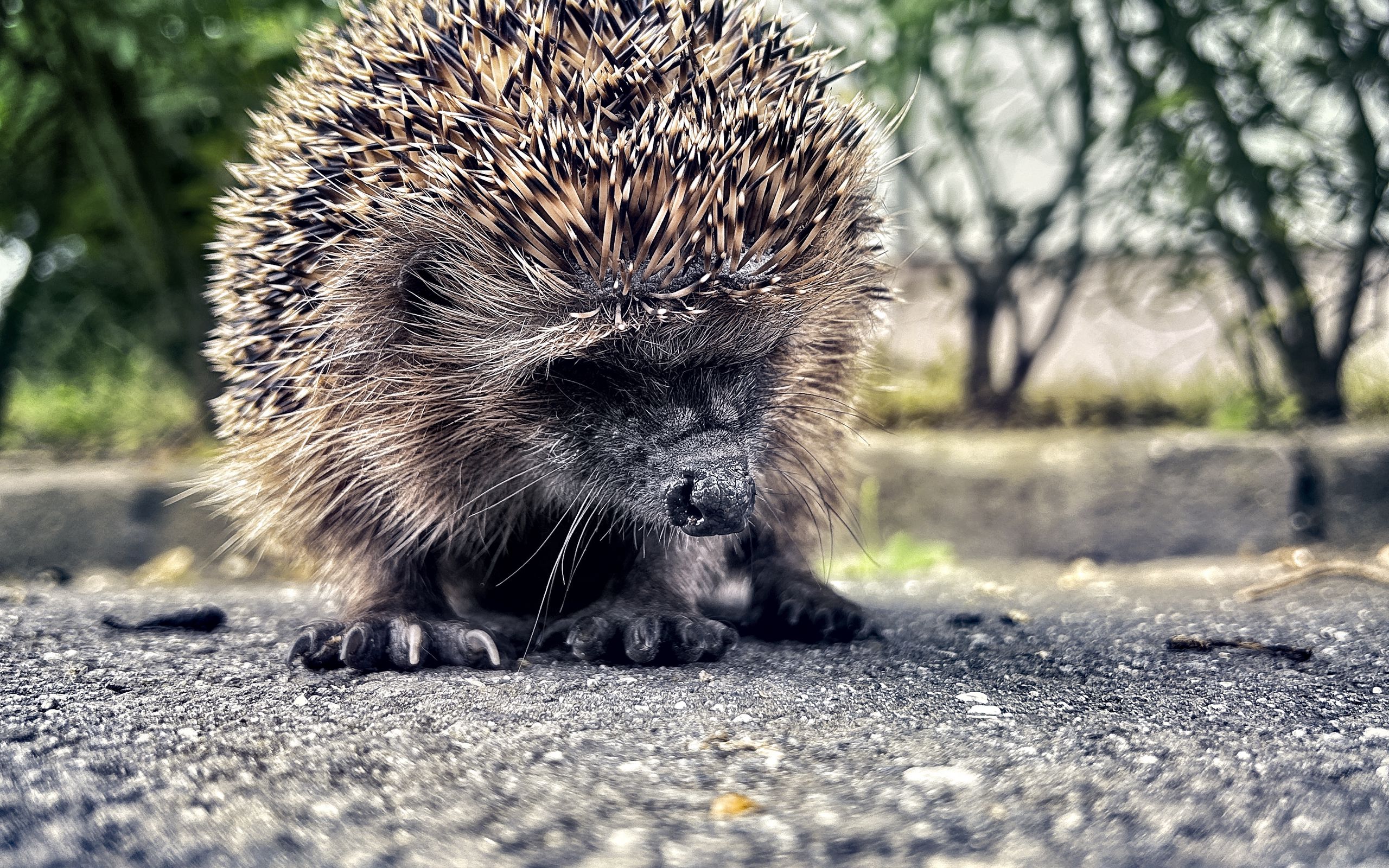 2560x1600 Wallpaper hedgehog, animal, asphalt, blur