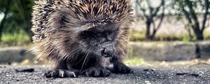 Preview wallpaper hedgehog, animal, asphalt, blur