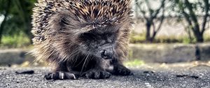 Preview wallpaper hedgehog, animal, asphalt, blur