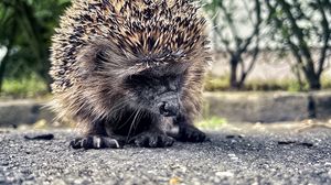 Preview wallpaper hedgehog, animal, asphalt, blur