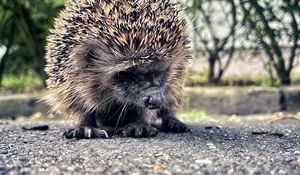 Preview wallpaper hedgehog, animal, asphalt, blur