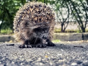 Preview wallpaper hedgehog, animal, asphalt, blur