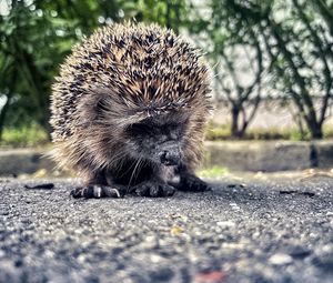 Preview wallpaper hedgehog, animal, asphalt, blur